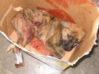 dogcruel.jpg