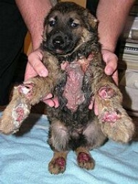 dogcruelty.jpg