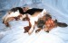 dogresearch.jpg