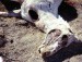 horse-abuse-01.jpg